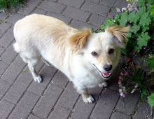 FRIEDEL, Hund, Mischlingshund in Bocholt - Bild 1