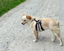 FRIEDEL, Hund, Mischlingshund in Bocholt - Bild 2