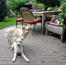 FRIEDEL, Hund, Mischlingshund in Bocholt - Bild 3