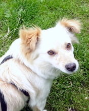 FRIEDEL, Hund, Mischlingshund in Bocholt - Bild 4
