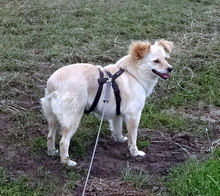FRIEDEL, Hund, Mischlingshund in Bocholt - Bild 5
