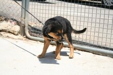 LOMIO, Hund, Deutscher Schäferhund-Mix in Spanien - Bild 4