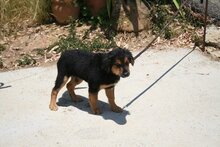 LOMIO, Hund, Deutscher Schäferhund-Mix in Spanien - Bild 5