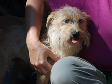 NYÜNYÜ, Hund, Mischlingshund in Ungarn - Bild 1