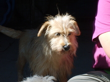 NYÜNYÜ, Hund, Mischlingshund in Ungarn - Bild 3