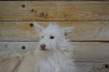 MAILA, Hund, Podengo Portugues in Winkelhaid - Bild 13