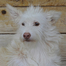 MAILA, Hund, Podengo Portugues in Winkelhaid - Bild 14