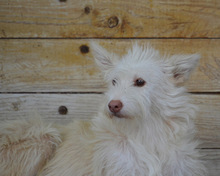 MAILA, Hund, Podengo Portugues in Winkelhaid - Bild 15