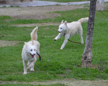 MAILA, Hund, Podengo Portugues in Winkelhaid - Bild 23