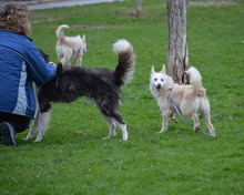 MAILA, Hund, Podengo Portugues in Winkelhaid - Bild 25
