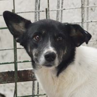JESSY, Hund, Mischlingshund in Rumänien - Bild 1