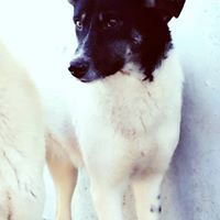 JESSY, Hund, Mischlingshund in Rumänien - Bild 10