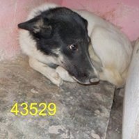 JESSY, Hund, Mischlingshund in Rumänien - Bild 11
