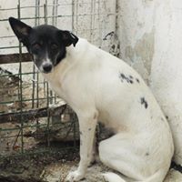 JESSY, Hund, Mischlingshund in Rumänien - Bild 2