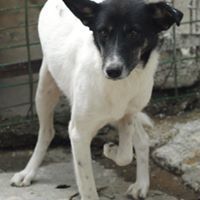 JESSY, Hund, Mischlingshund in Rumänien - Bild 4