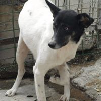 JESSY, Hund, Mischlingshund in Rumänien - Bild 5