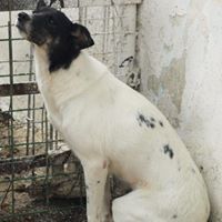 JESSY, Hund, Mischlingshund in Rumänien - Bild 6