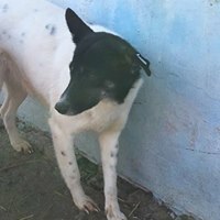 JESSY, Hund, Mischlingshund in Rumänien - Bild 7