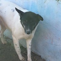 JESSY, Hund, Mischlingshund in Rumänien - Bild 8