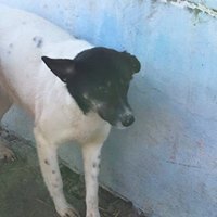 JESSY, Hund, Mischlingshund in Rumänien - Bild 9