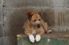 CSÖPI2, Hund, Terrier-Mix in Ungarn - Bild 2