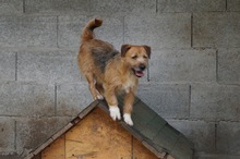 CSÖPI2, Hund, Terrier-Mix in Ungarn - Bild 4