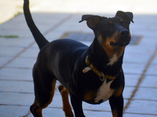 JANE, Hund, Mischlingshund in Spanien - Bild 10