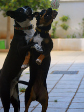 JANE, Hund, Mischlingshund in Spanien - Bild 11