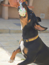 JANE, Hund, Mischlingshund in Spanien - Bild 14