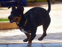 JANE, Hund, Mischlingshund in Spanien - Bild 15
