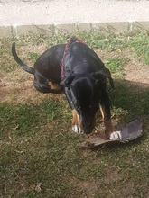 JANE, Hund, Mischlingshund in Spanien - Bild 2