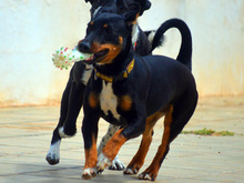 JANE, Hund, Mischlingshund in Spanien - Bild 6