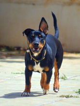 JANE, Hund, Mischlingshund in Spanien - Bild 8