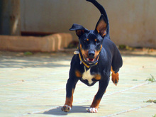 JANE, Hund, Mischlingshund in Spanien - Bild 9