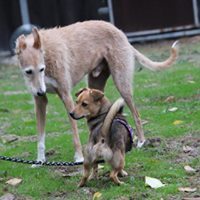 SHELLIE, Hund, Mischlingshund in Butzbach - Bild 1