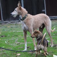 SHELLIE, Hund, Mischlingshund in Butzbach - Bild 2
