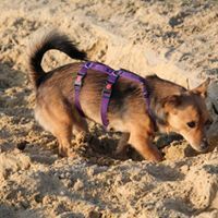 SHELLIE, Hund, Mischlingshund in Butzbach - Bild 4