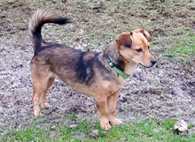SHELLIE, Hund, Mischlingshund in Butzbach - Bild 6