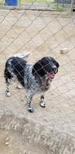 JAINI, Hund, English Setter in Griechenland - Bild 1
