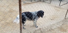 JAINI, Hund, English Setter in Griechenland - Bild 2