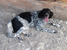 JAINI, Hund, English Setter in Griechenland - Bild 3
