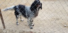 JAINI, Hund, English Setter in Griechenland - Bild 4