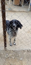 JAINI, Hund, English Setter in Griechenland - Bild 5