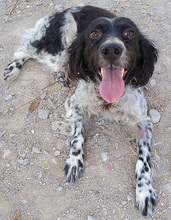 JAINI, Hund, English Setter in Griechenland - Bild 9