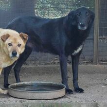 FLINT, Hund, Mischlingshund in Griechenland - Bild 2