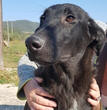 FLINT, Hund, Mischlingshund in Griechenland - Bild 3