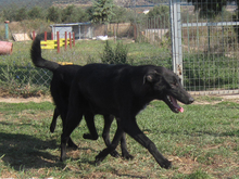 FLINT, Hund, Mischlingshund in Griechenland - Bild 4