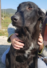 FLINT, Hund, Mischlingshund in Griechenland - Bild 7