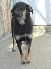 MITSOU, Hund, Mischlingshund in Griechenland - Bild 2