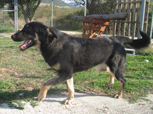 MITSOU, Hund, Mischlingshund in Griechenland - Bild 3